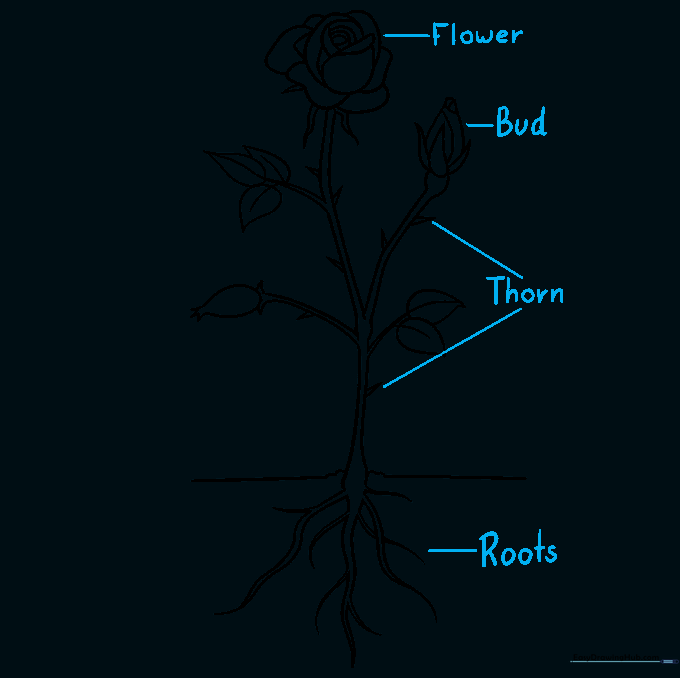 Diagram labels added for flower, bud, thorn, and roots.