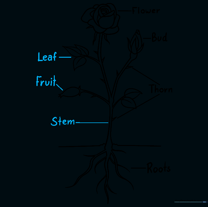 Completed diagram with all botanical parts labeled clearly.