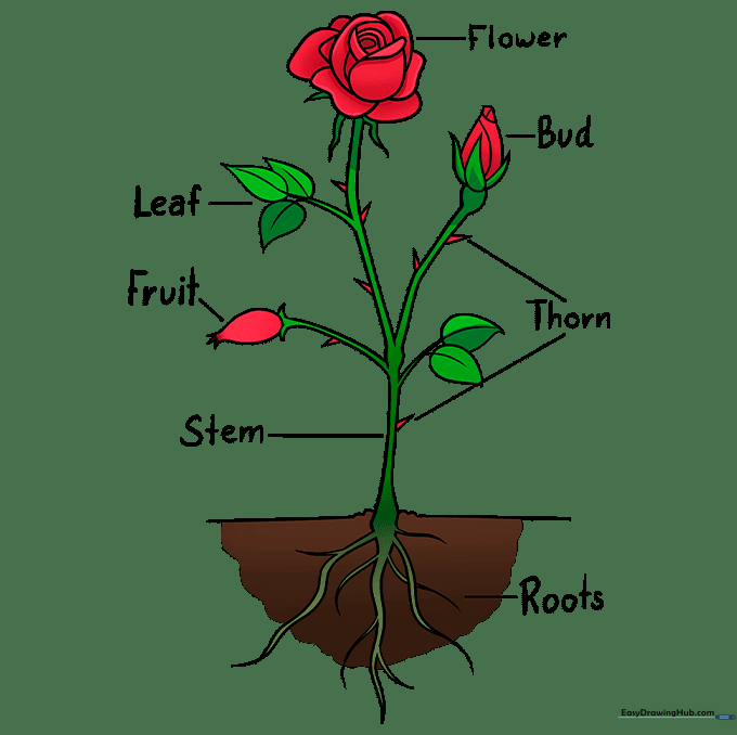 Final colored rose diagram with labeled parts.