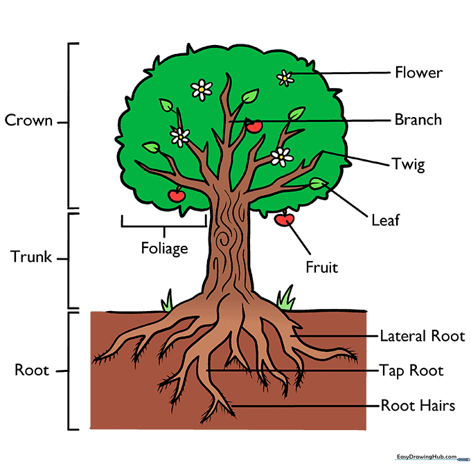 A fully colored and labeled tree diagram ready for a science project.