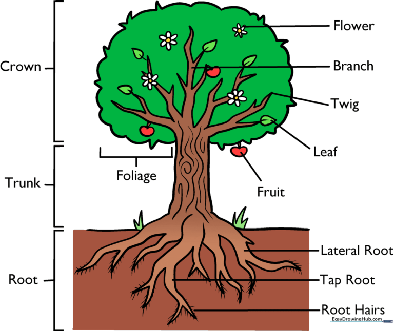 Colorful, labeled educational diagram of a tree showing all its parts.