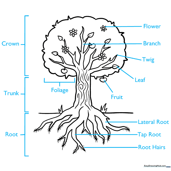Completed tree diagram with labels pointing to various parts like roots, trunk, and leaves.