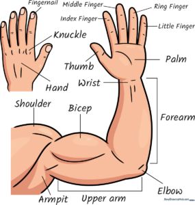 Educational poster showing a completed, labeled drawing of a human arm and hand.