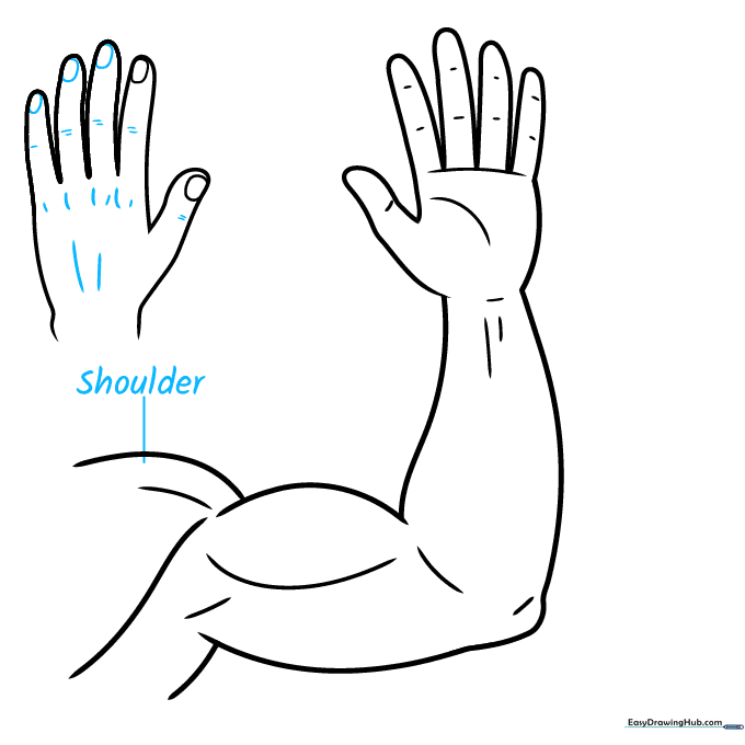 Anatomical drawing with lines ready for labeling the arm parts.