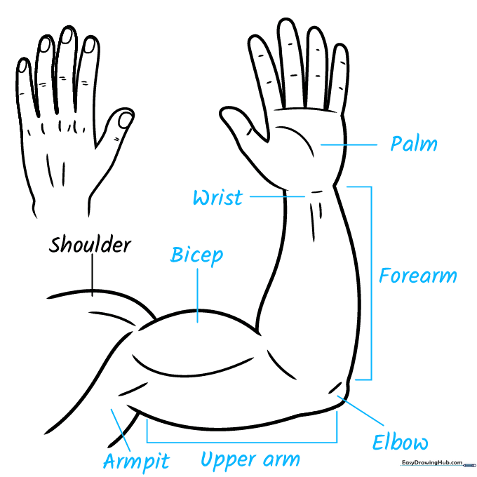Anatomical diagram of an arm with clear labels for each part.