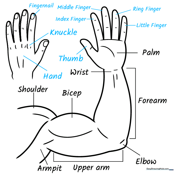 Completed anatomical diagram with all hand parts labeled.
