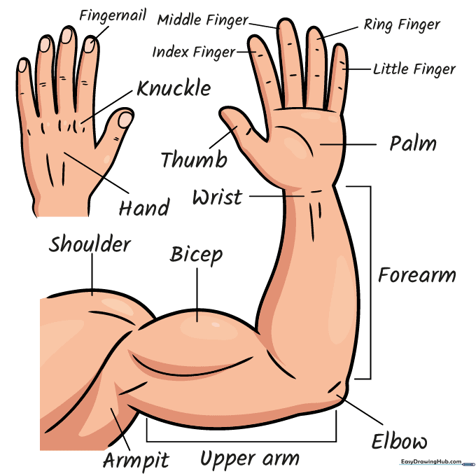 The final colored anatomical diagram of the human arm and hand.