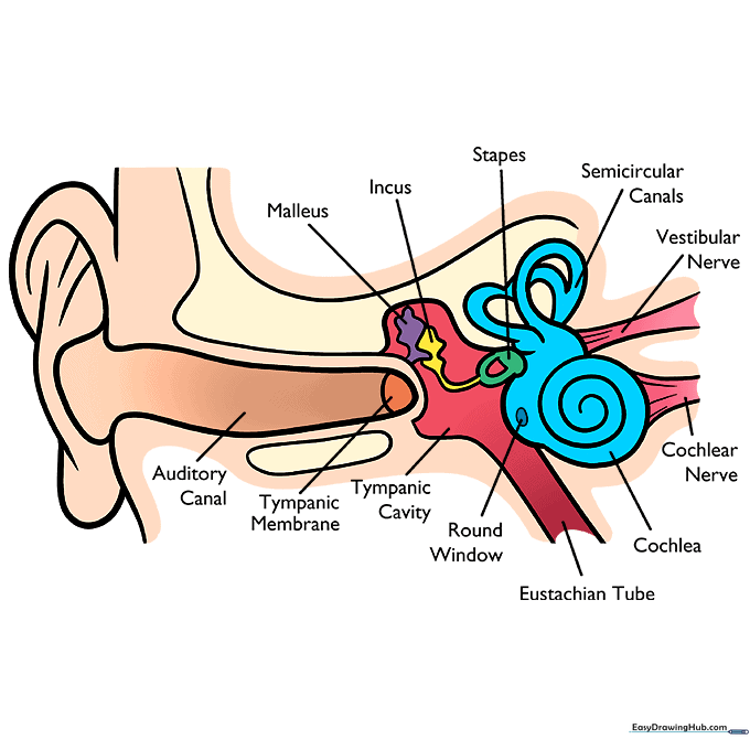 Fully colored and labeled anatomical ear diagram.