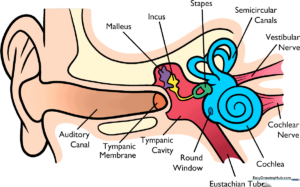 Anatomical diagram of the human ear, color-coded for educational use.