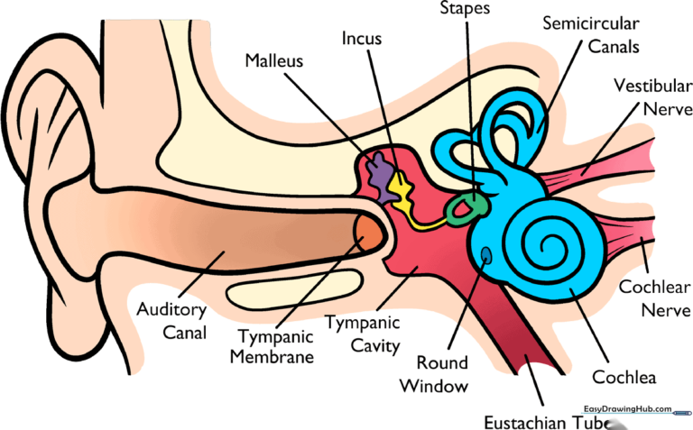 Anatomical diagram of the human ear, color-coded for educational use.