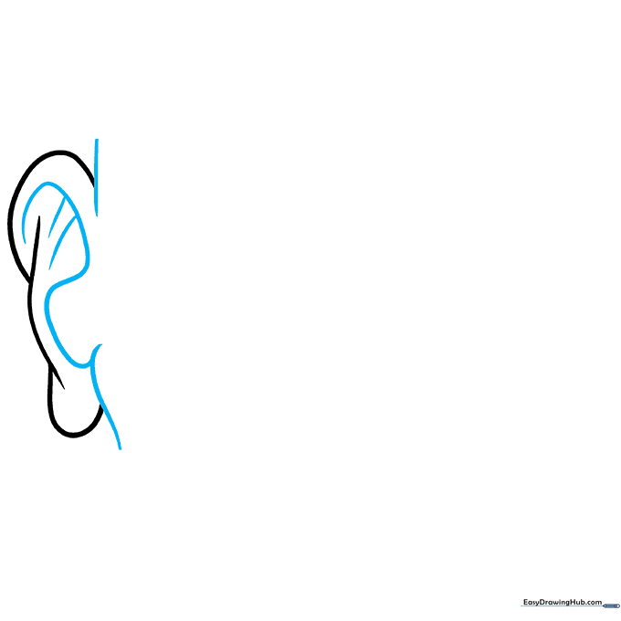 Detailed sketch of the inner ear cartilage ridges.