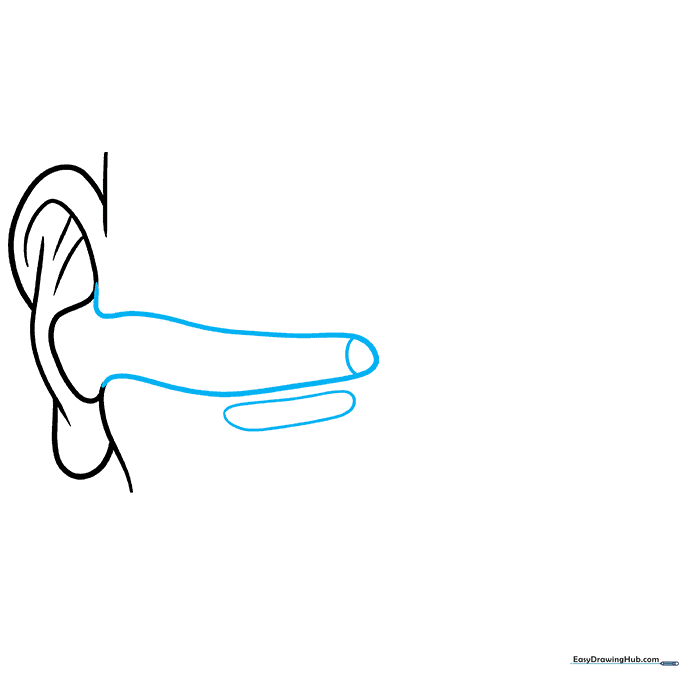 Drawing the auditory canal leading to the eardrum.