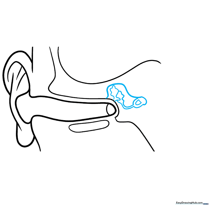 Detailed drawing of the ossicles: malleus, incus, and stapes.