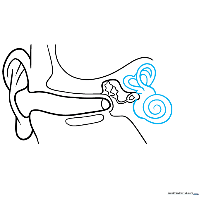 Drawing the inner ear structures: cochlea and semicircular canals.