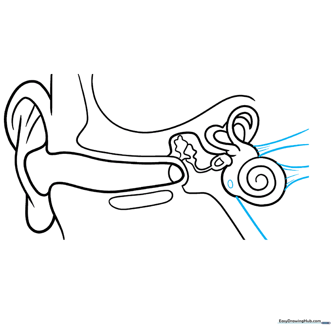 Adding the auditory nerves and Eustachian tube to the diagram.