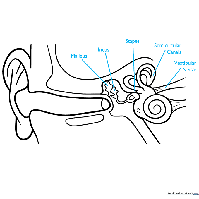 Adding labels to the middle and inner ear components.