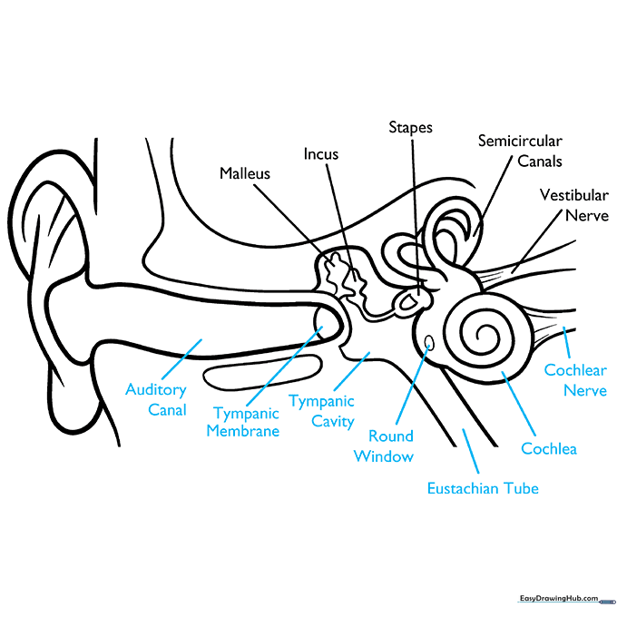 Completed anatomical diagram with all labels in place.
