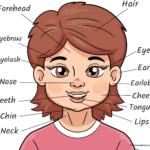 Educational anatomy drawing of a human head with labels for kids