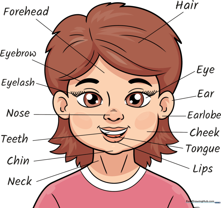Educational anatomy drawing of a human head with labels for kids
