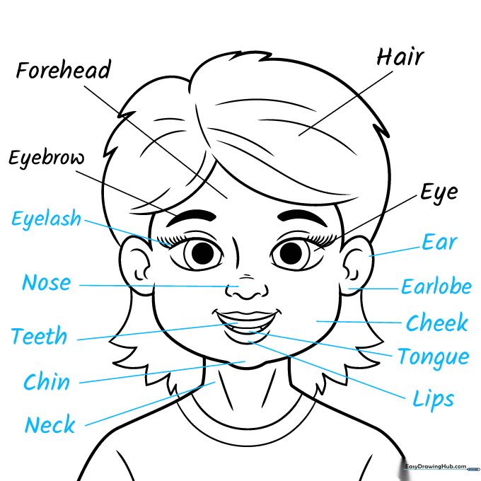 Fully labeled anatomy diagram of a human head