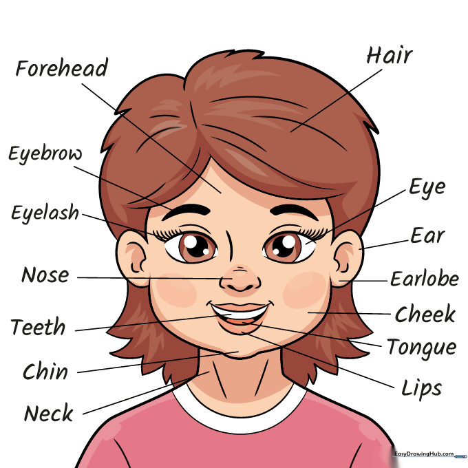 Final colored and labeled drawing of a human head