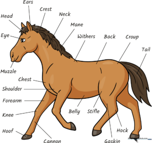 Colorful, educational horse anatomy drawing guide for kids.