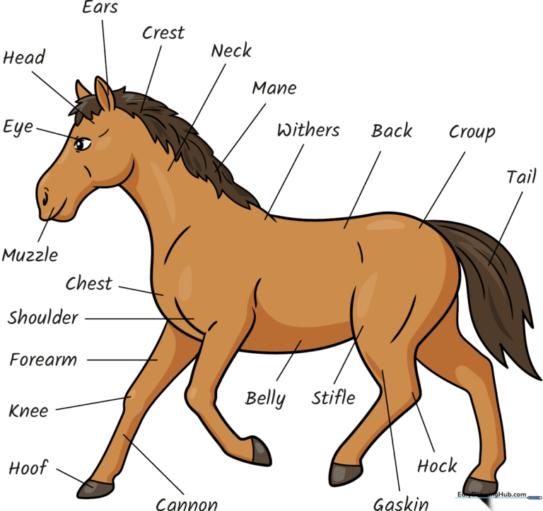 Colorful, educational horse anatomy drawing guide for kids.
