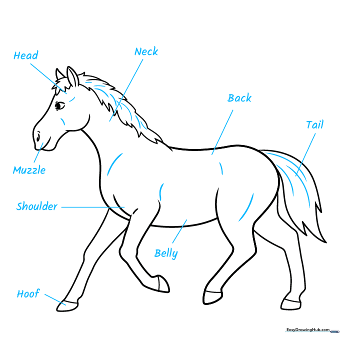 Adding initial labels for horse body parts with leader lines.