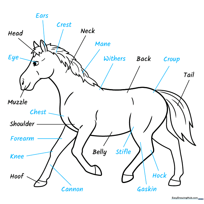 Finalizing the anatomy diagram with detailed labels for horse body parts.