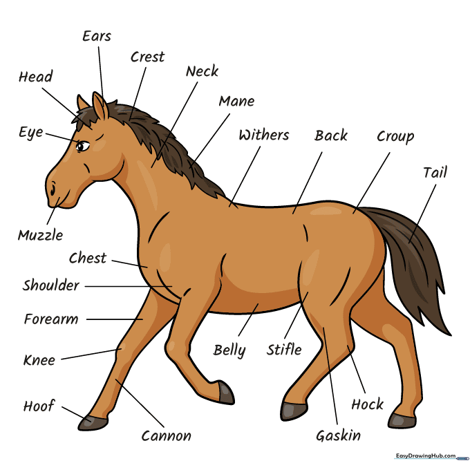 A finished, colored-in horse anatomy diagram with labels.
