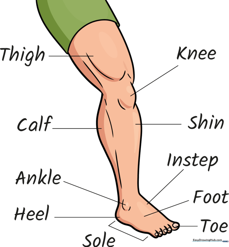 Colorful, educational illustration of a human leg and foot with clear anatomical labels.
