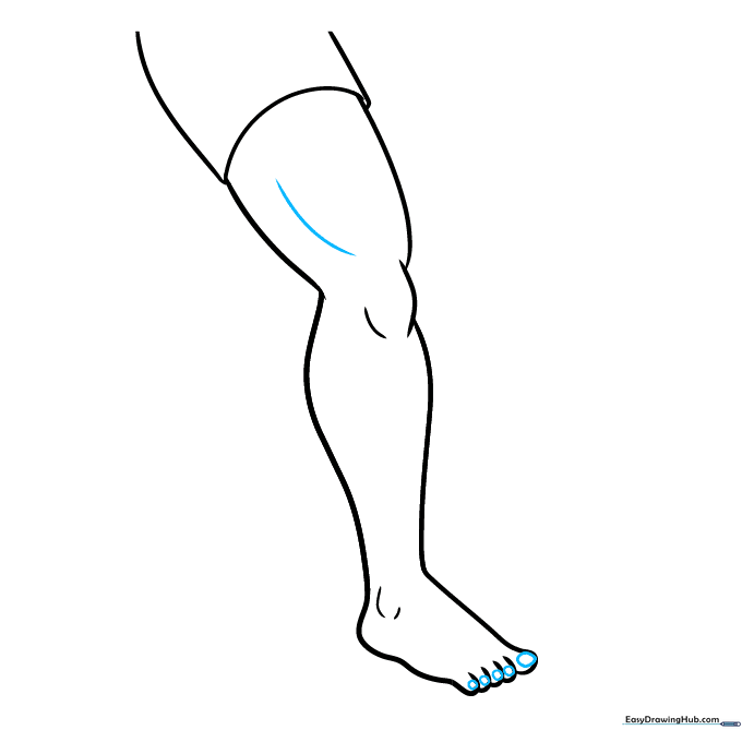 Drawing showing added toenails and a contour line for the thigh muscle.