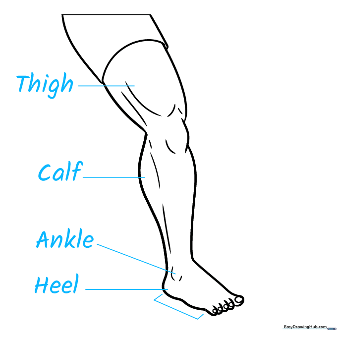 Anatomy diagram with leader lines pointing to the thigh, calf, ankle, and heel.