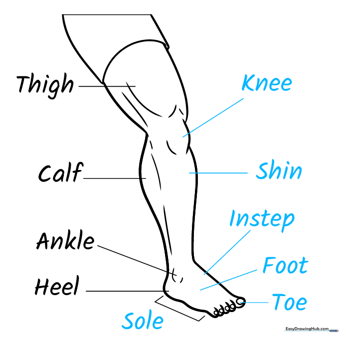 Completed anatomy diagram with all labels for the leg and foot parts.