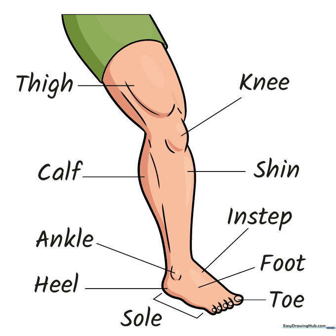 Finished, colored version of the human leg and foot anatomy diagram.