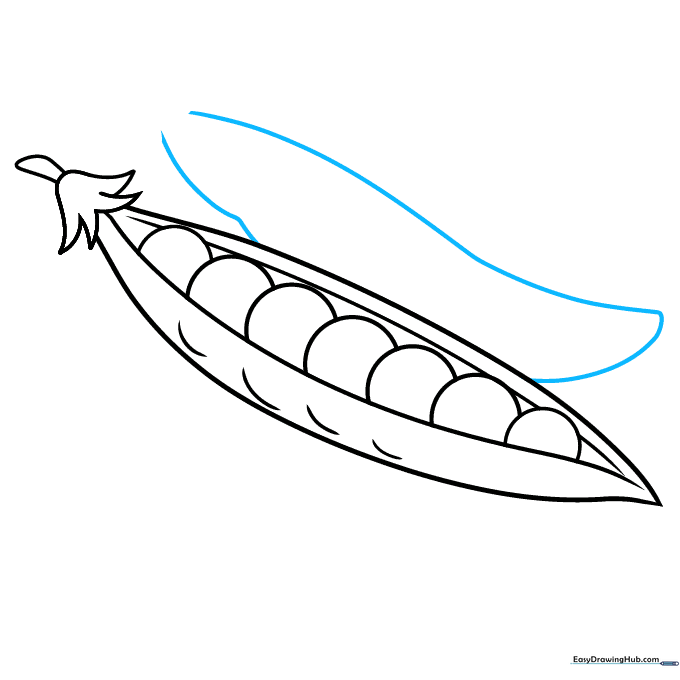 Sketching a second pea pod positioned behind the first one.