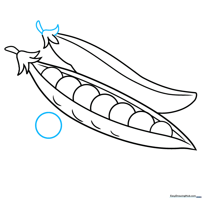 Adding a stem to the second pod and drawing a single, loose pea beside it.