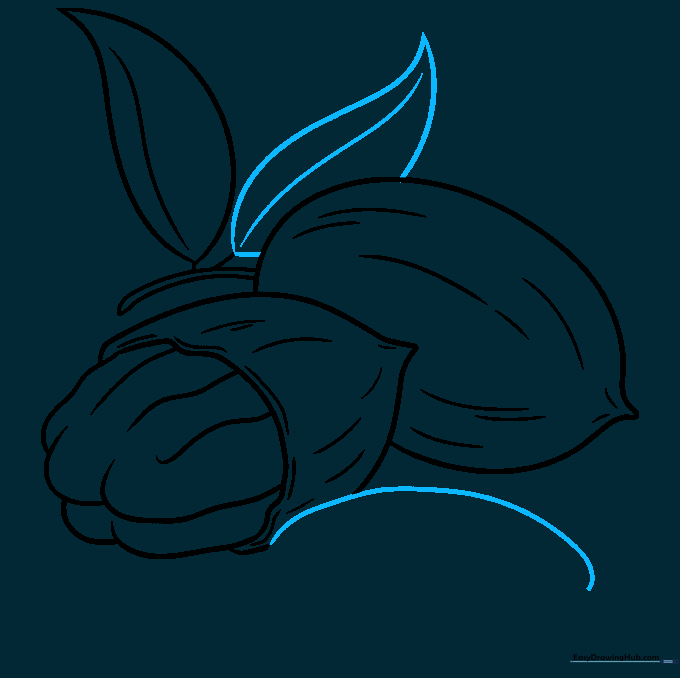 Adding a second leaf and starting the outline of a third nut.