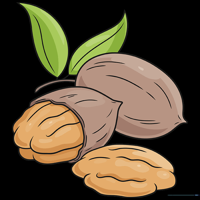 Finished colored drawing of pecan nuts with leaves.