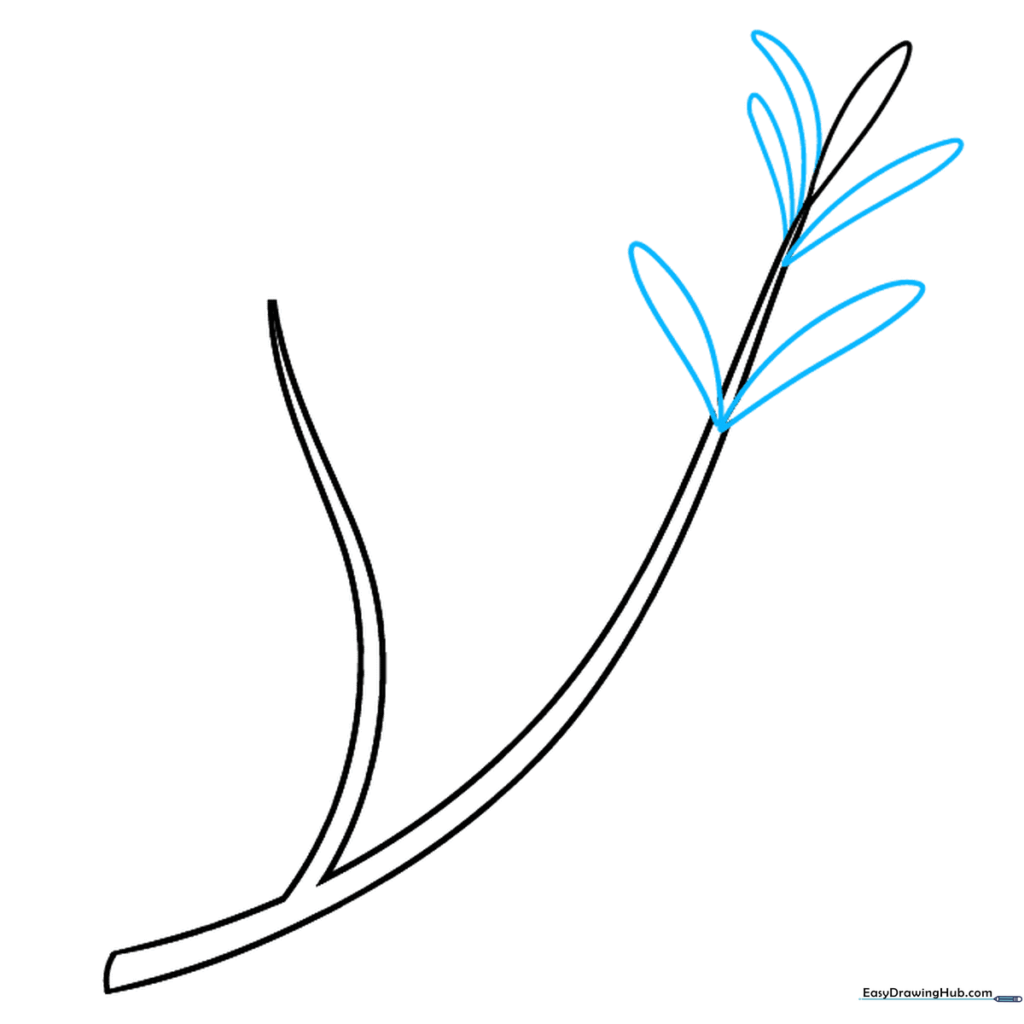 Drawing showing the addition of symmetrical pairs of leaves along the main stem.