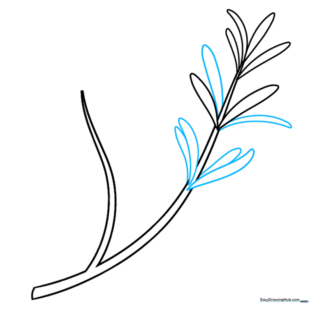 Step showing the stem becoming fuller with multiple clusters of four leaves.