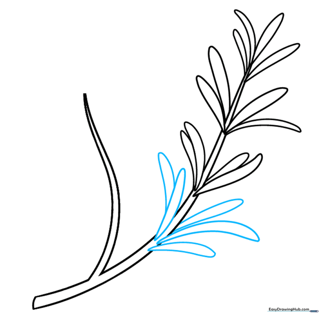 Drawing showing the sprig filling out with more leaf clusters.