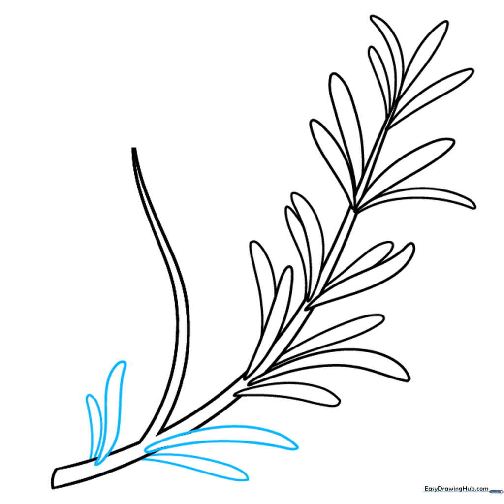 Drawing showing the base of the rosemary sprig being completed with additional leaves.
