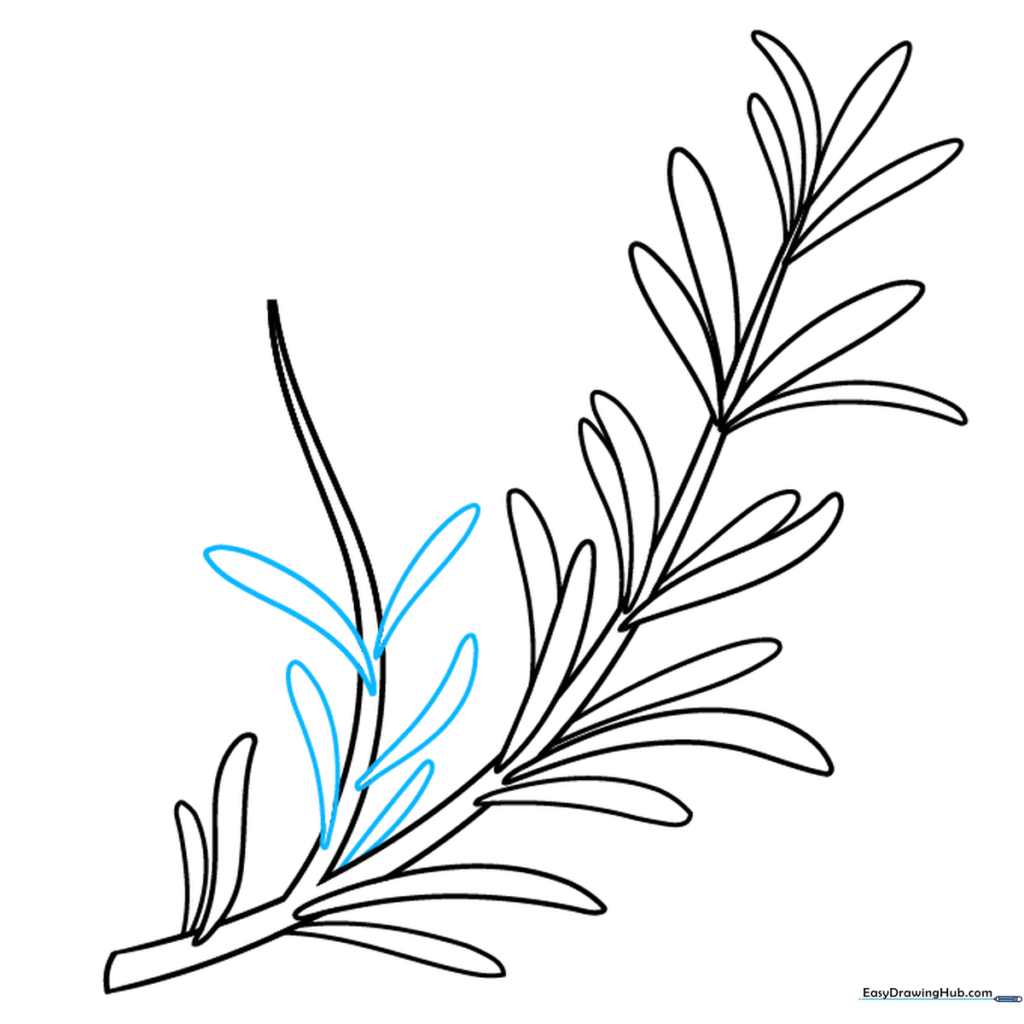 Drawing showing the second branch of the rosemary being filled with leaves.