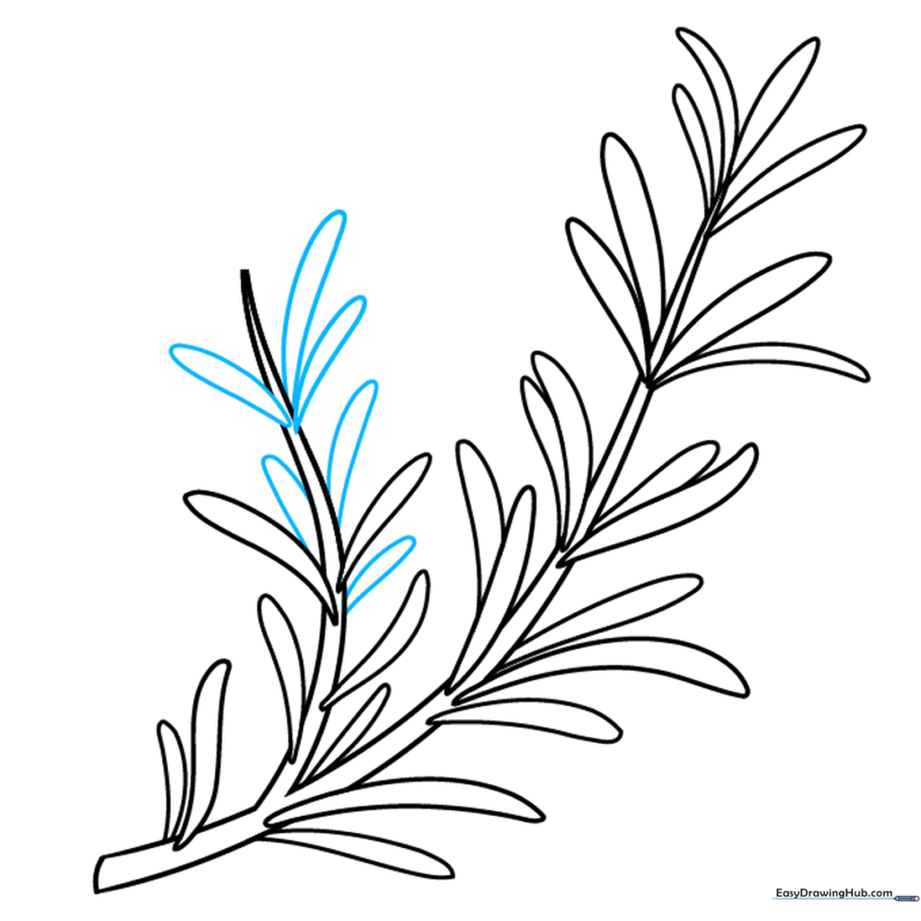 Drawing showing the second branch becoming fully covered in leaves.