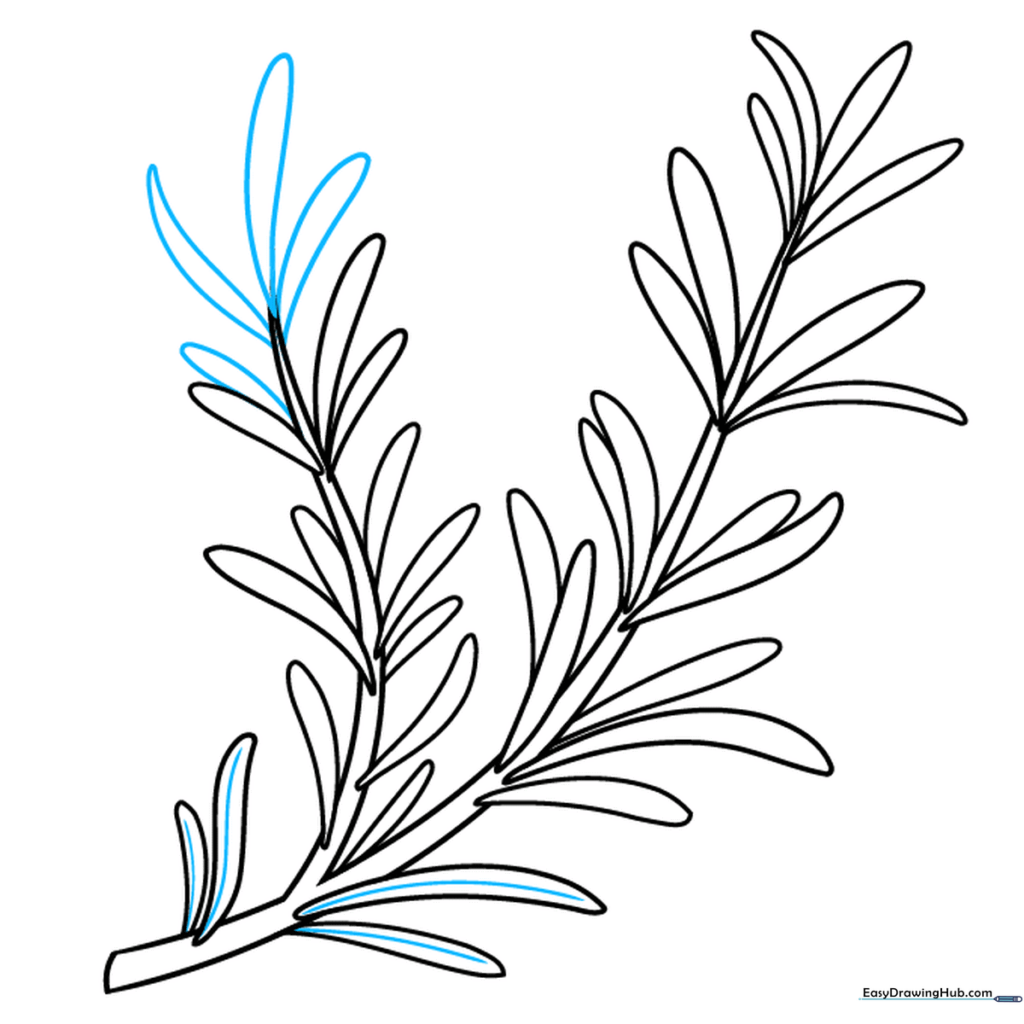 Drawing showing the addition of central veins to the leaves for texture.