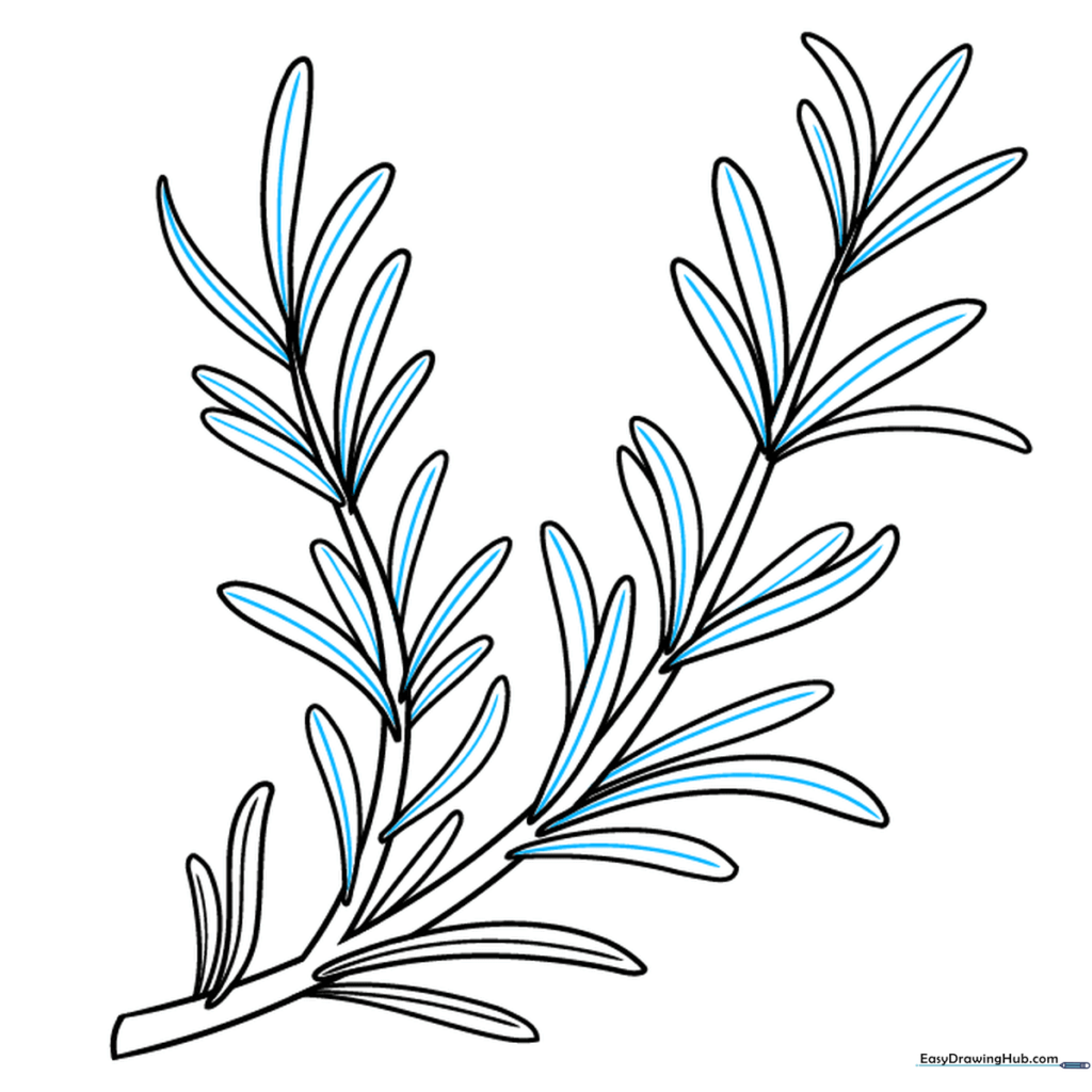Drawing showing all leaves completed with central veins.