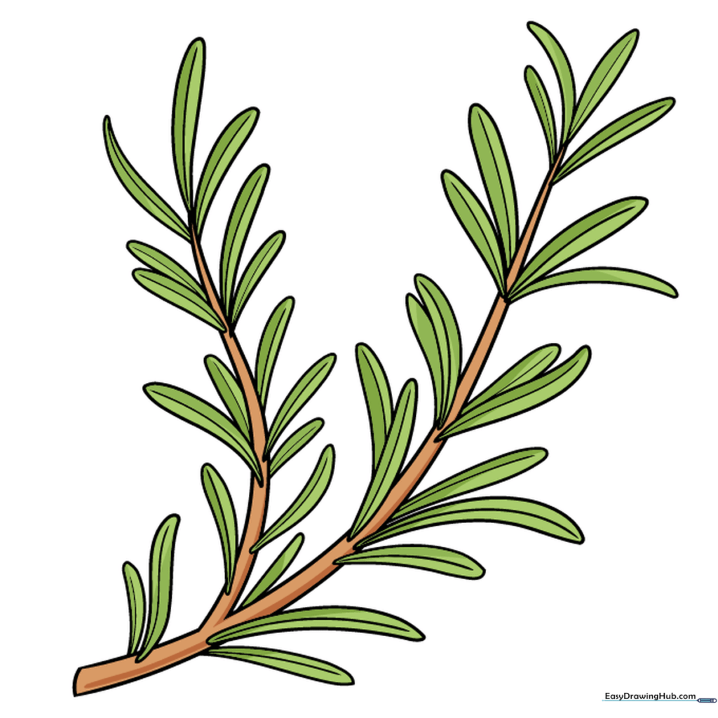 Final colored drawing of a rosemary sprig with green leaves and a brown stem.