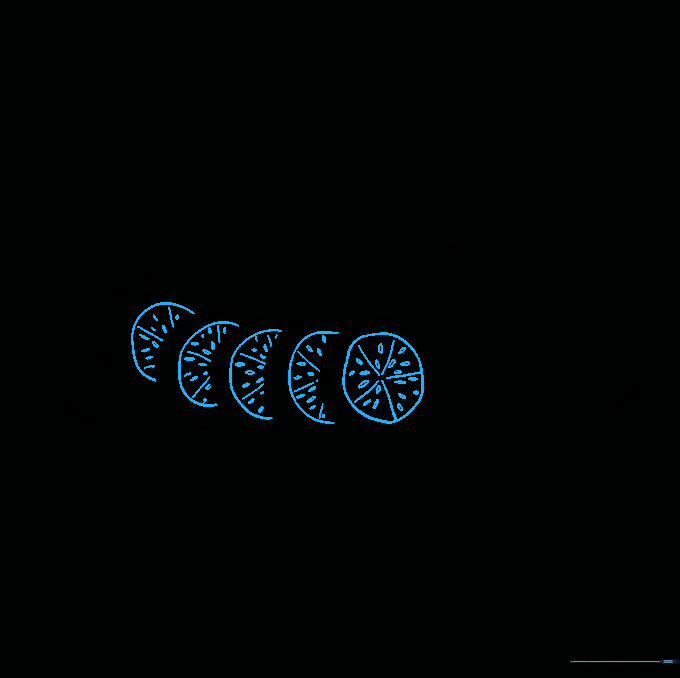 Detailed cucumber slices showing seeds and inner membrane structure.