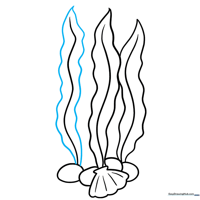 Completing the outline of the third seaweed leaf with wavy edges.